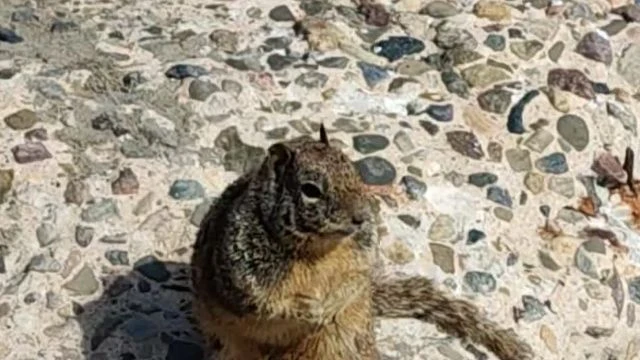 Morro Bay Squirrels