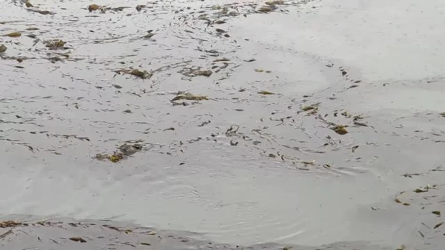 Birds having a snack in Morro Bay