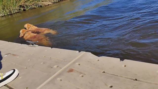 Dogs Having fun at Laguna Lake