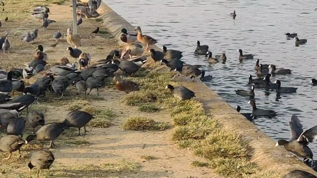 2020 October Balboa Lake Park Birds