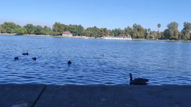 2020 September Balboa Lake Park Birds in the Lake