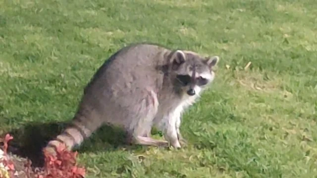 2020 February Racoons at the Marriott LAX